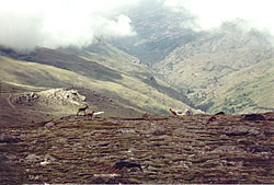 Cabra montés (Capra pyrenaica)